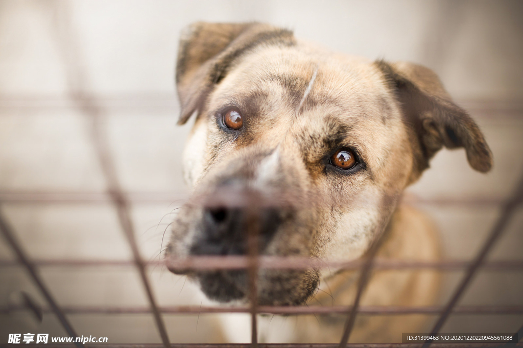 动物 宠物 狗 猫