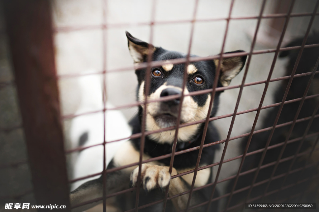 动物 宠物 狗 猫