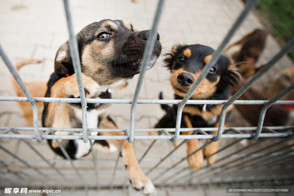 动物 宠物 狗 猫