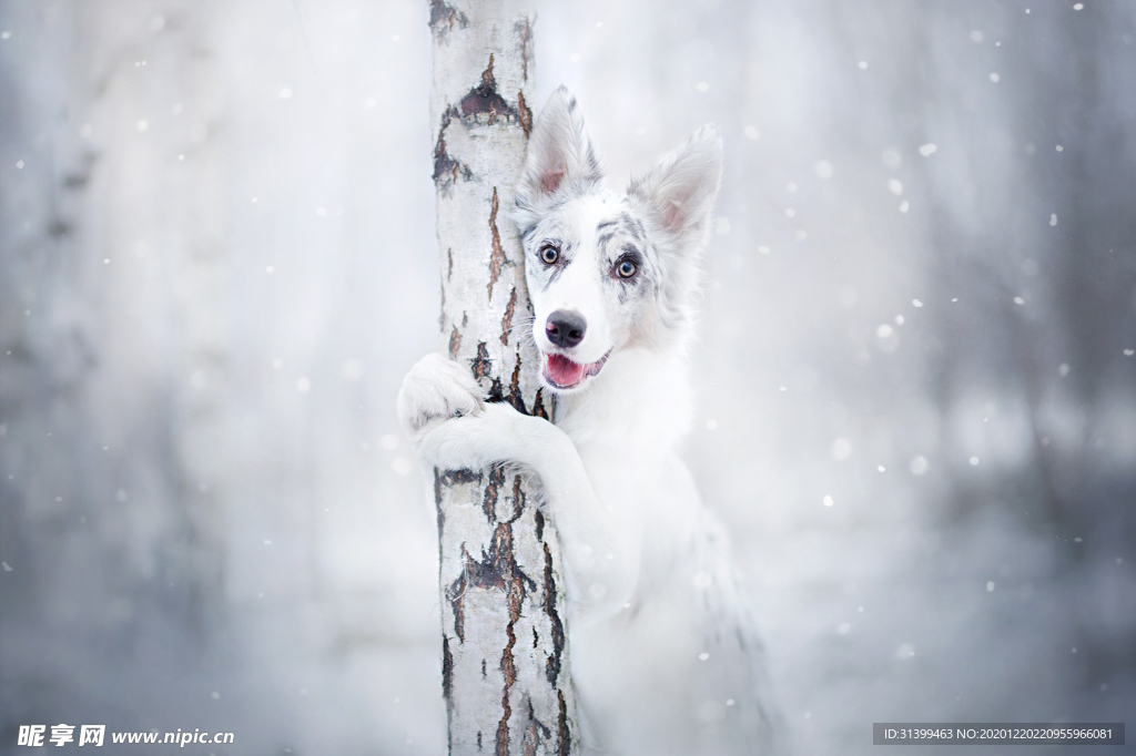 动物 宠物 狗 猫