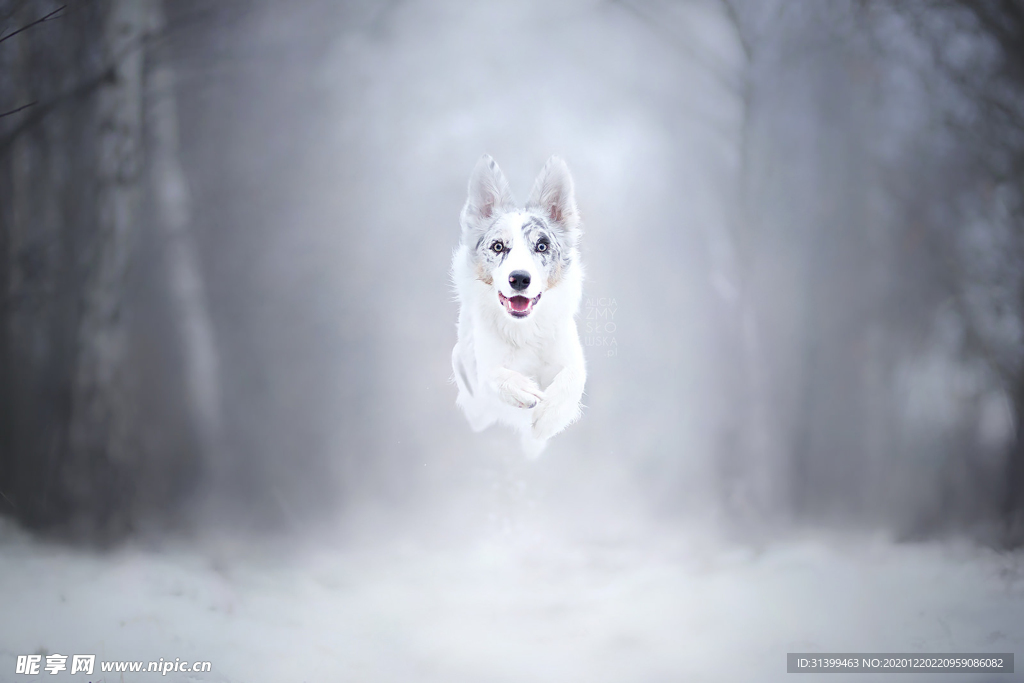 动物 宠物 狗 猫