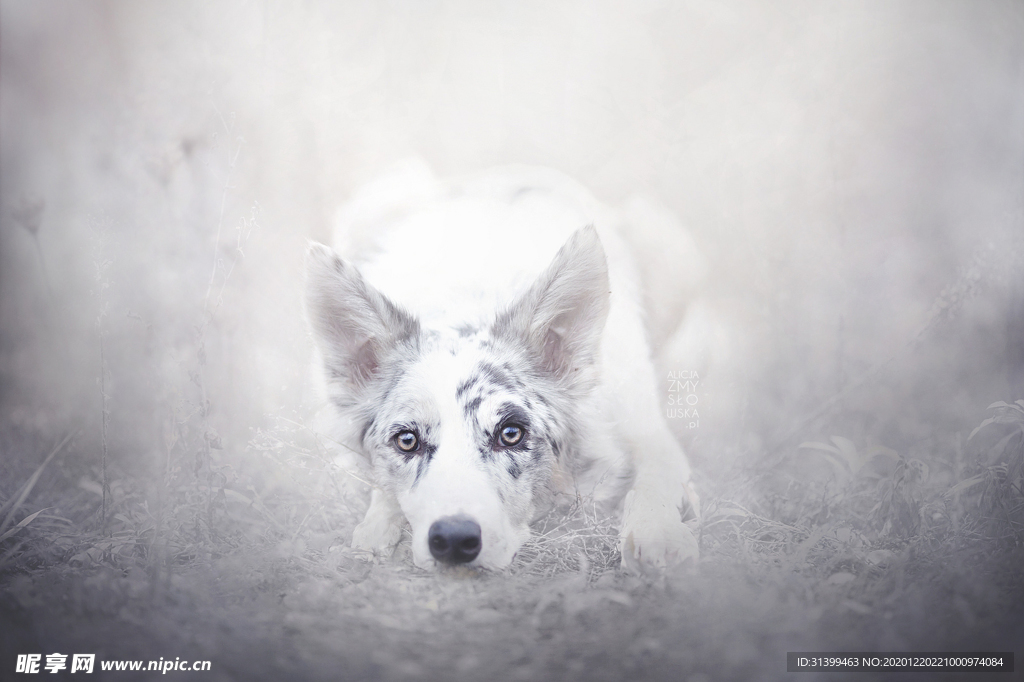 动物 宠物 狗 猫