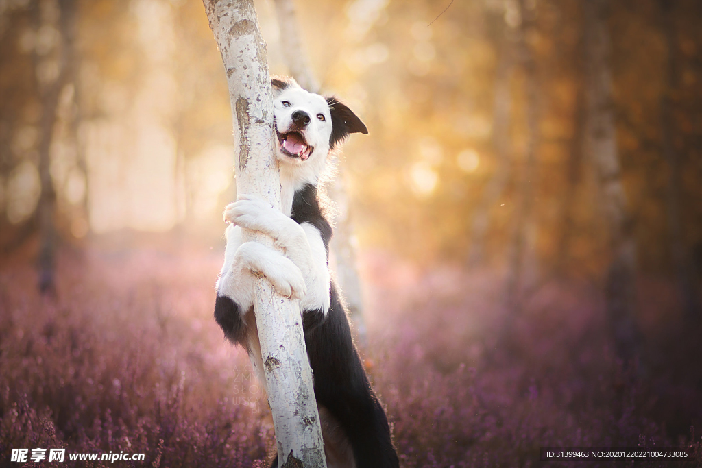 动物 宠物 狗 猫