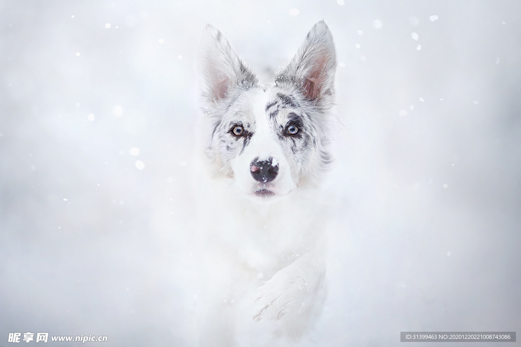 动物 宠物 狗 猫