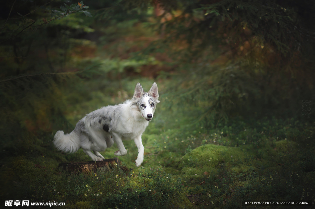 动物 宠物 狗 猫