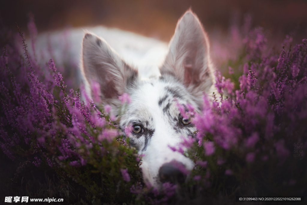 动物 宠物 狗 猫