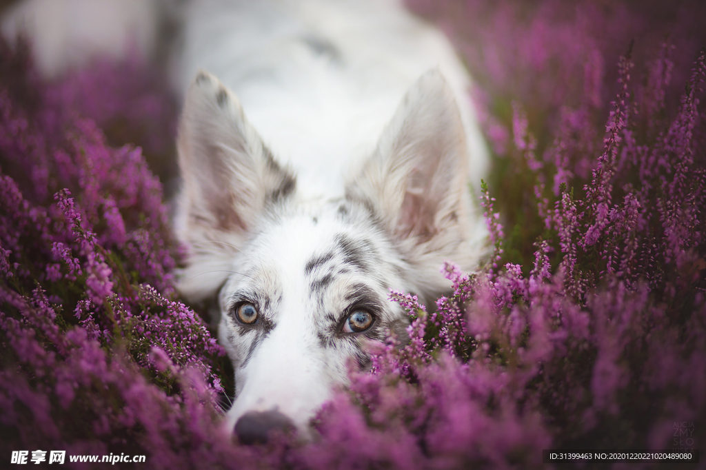 动物 宠物 狗 猫