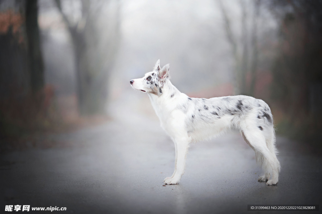 动物 宠物 狗 猫