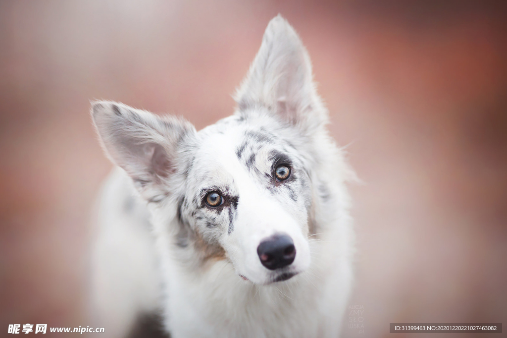 动物 宠物 狗 猫