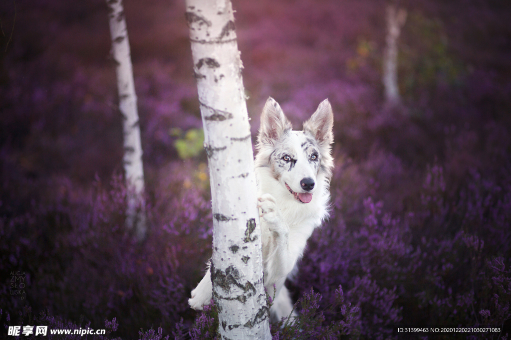 动物 宠物 狗 猫