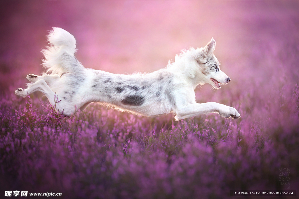 动物 宠物 狗 猫