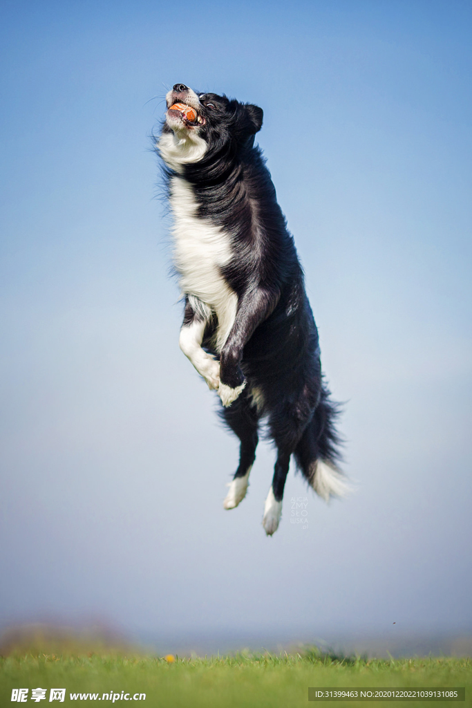 动物 宠物 狗 猫