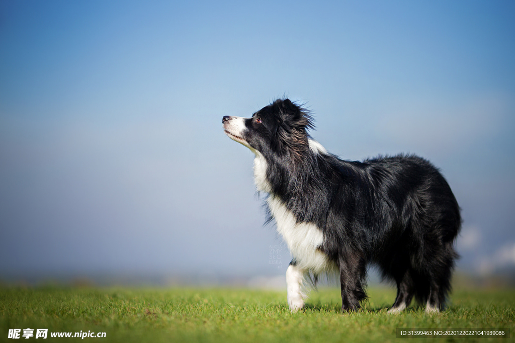 动物 宠物 狗 猫