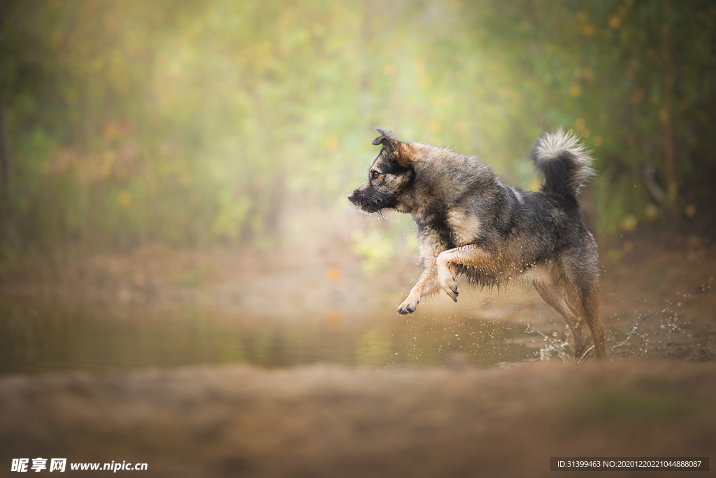 动物 宠物 狗 猫