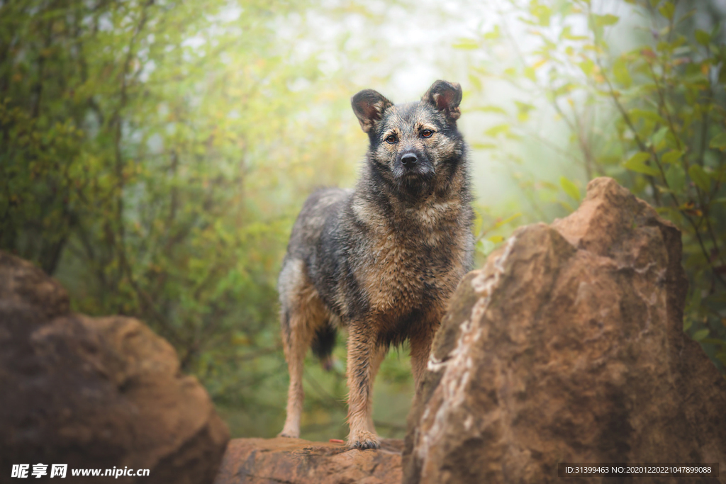 动物 宠物 狗 猫