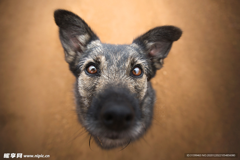 动物 宠物 狗 猫