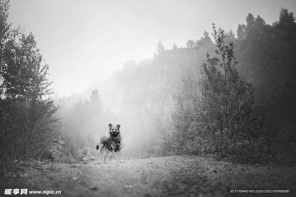 动物 宠物 狗 猫