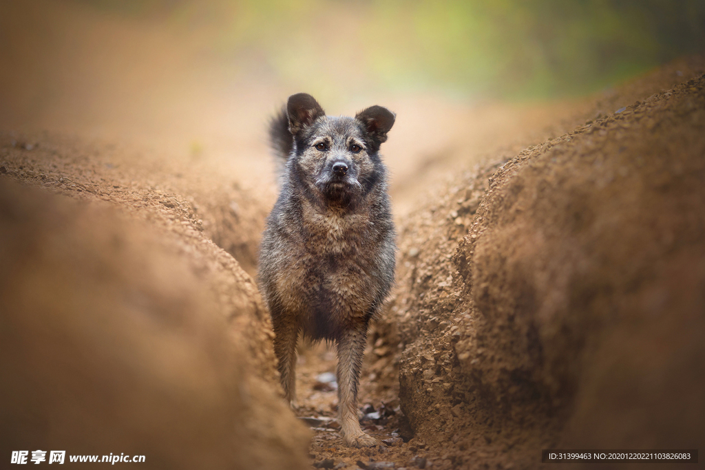 动物 宠物 狗 猫