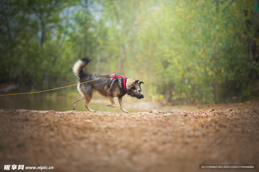 动物 宠物 狗 猫