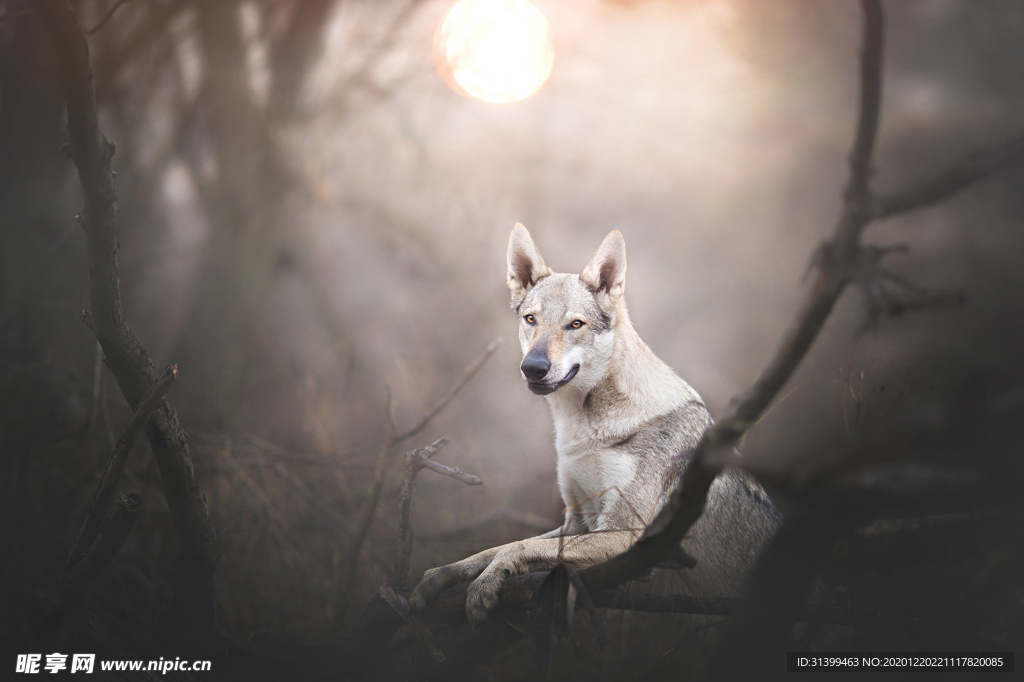 动物 宠物 狗 猫