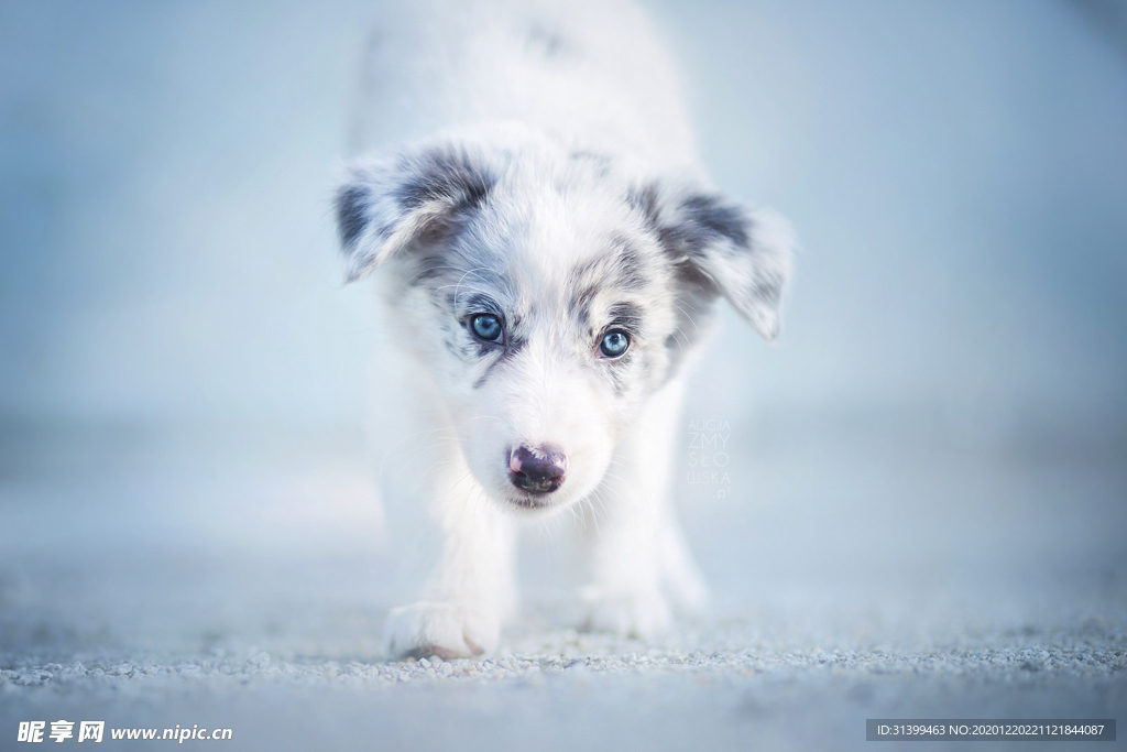 动物 宠物 狗 猫