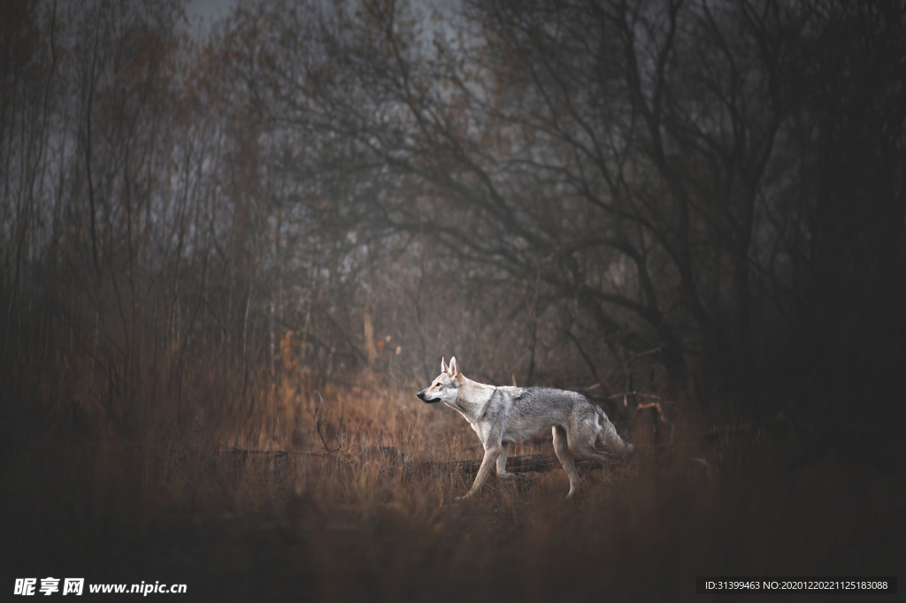 动物 宠物 狗 猫