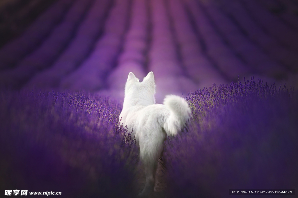 动物 宠物 狗 猫