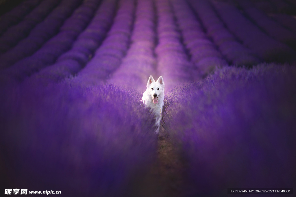 动物 宠物 狗 猫