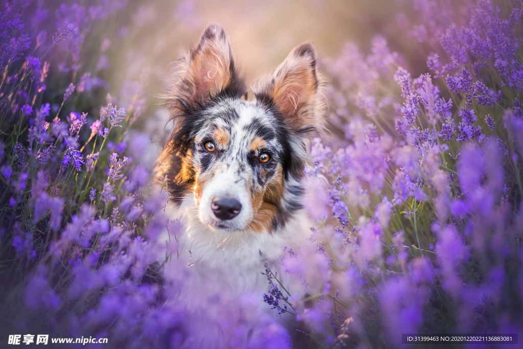 动物 宠物 狗 猫