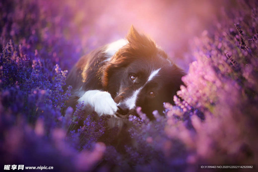 动物 宠物 狗 猫