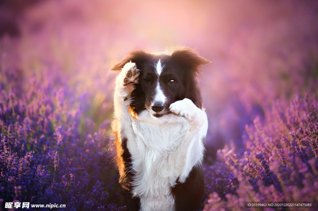 动物 宠物 狗 猫