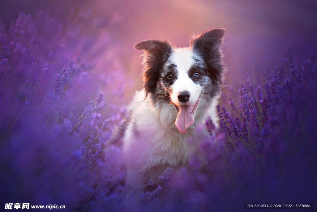 动物 宠物 狗 猫