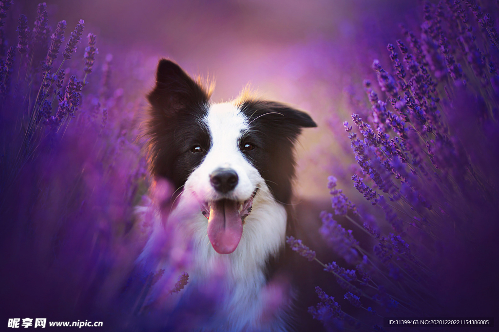 动物 宠物 狗 猫