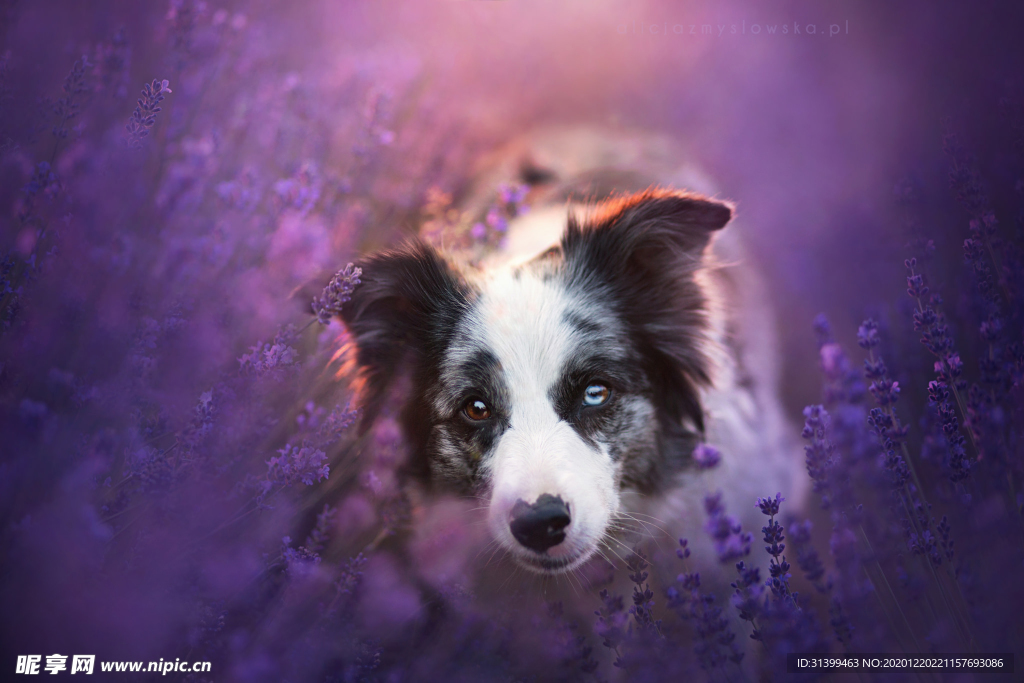 动物 宠物 狗 猫