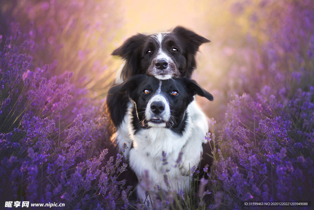 动物 宠物 狗 猫