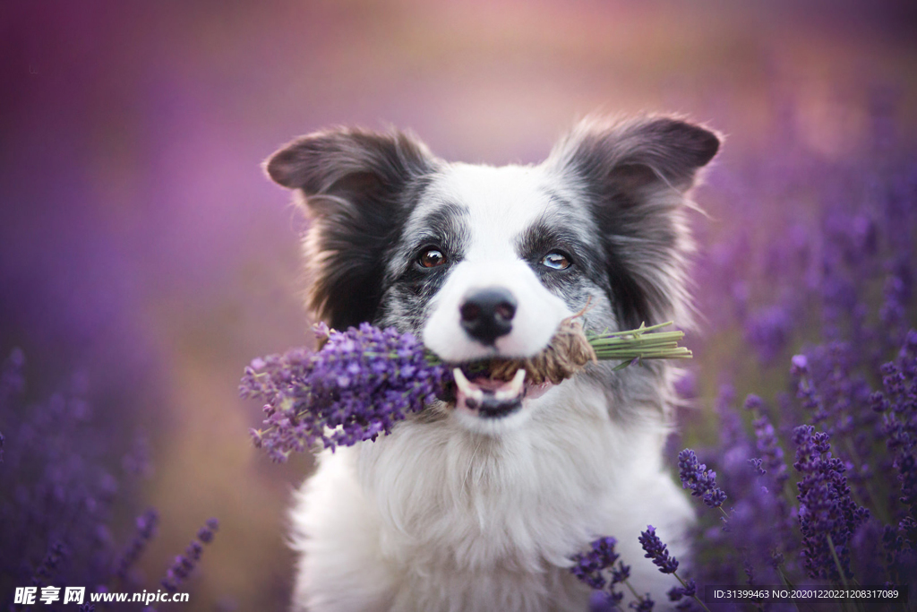 动物 宠物 狗 猫