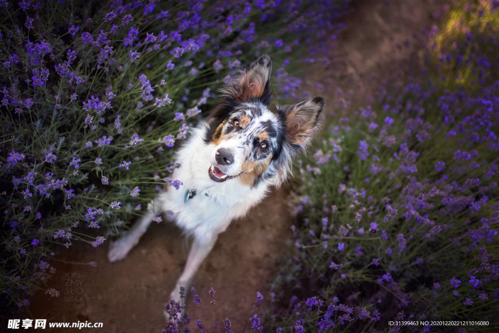 动物 宠物 狗 猫