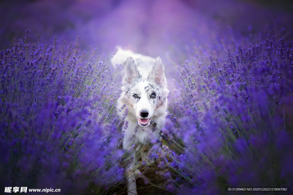 动物 宠物 狗 猫