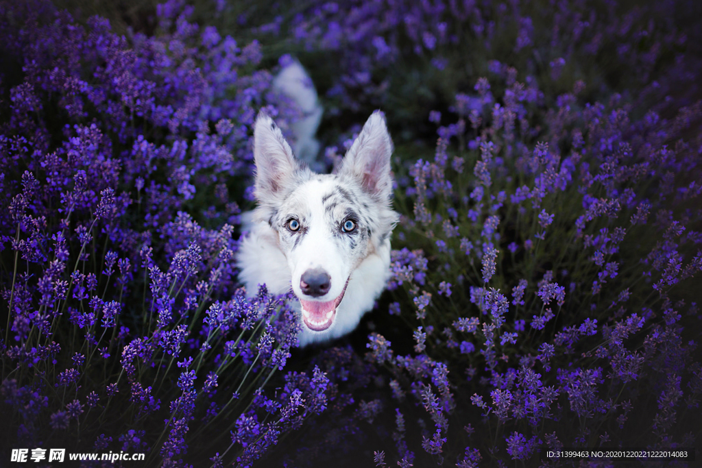 动物 宠物 狗 猫