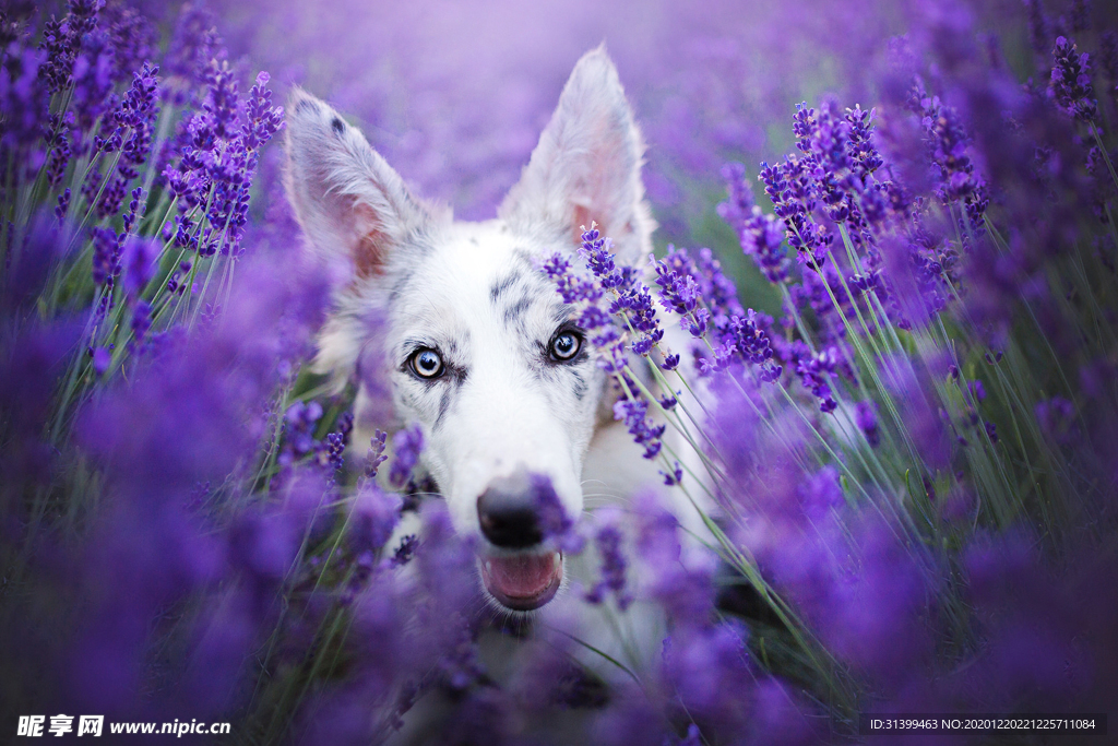 动物 宠物 狗 猫