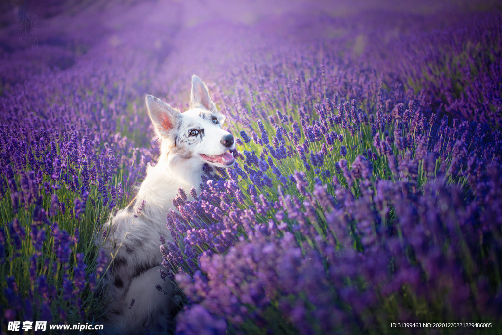 动物 宠物 狗 猫