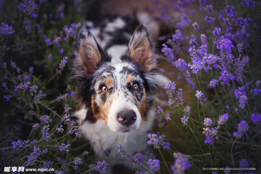 动物 宠物 狗 猫