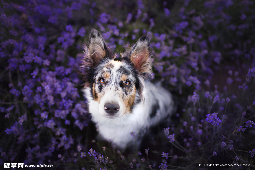 动物 宠物 狗 猫