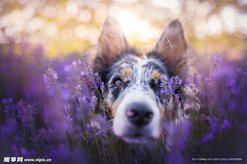 动物 宠物 狗 猫