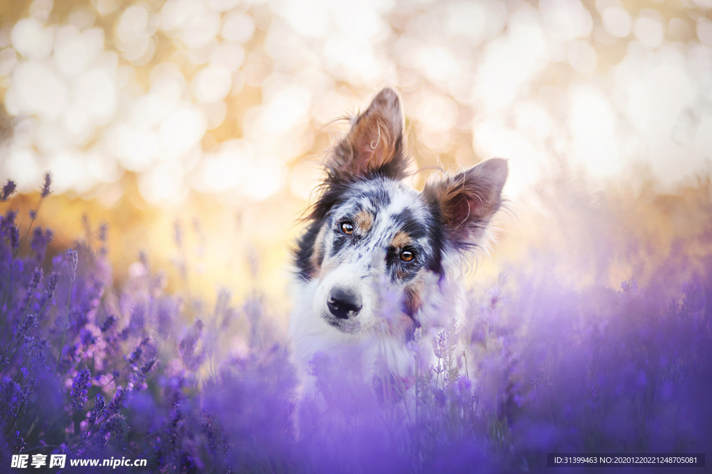 动物 宠物 狗 猫