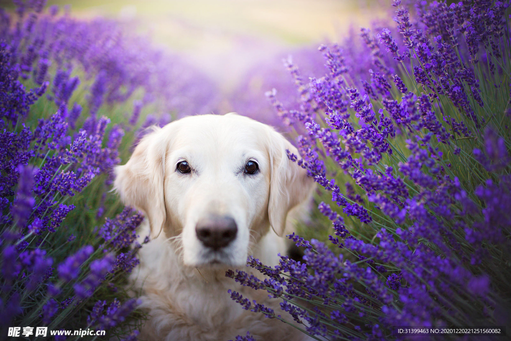 动物 宠物 狗 猫