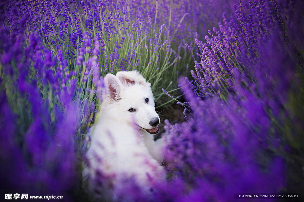 动物 宠物 狗 猫