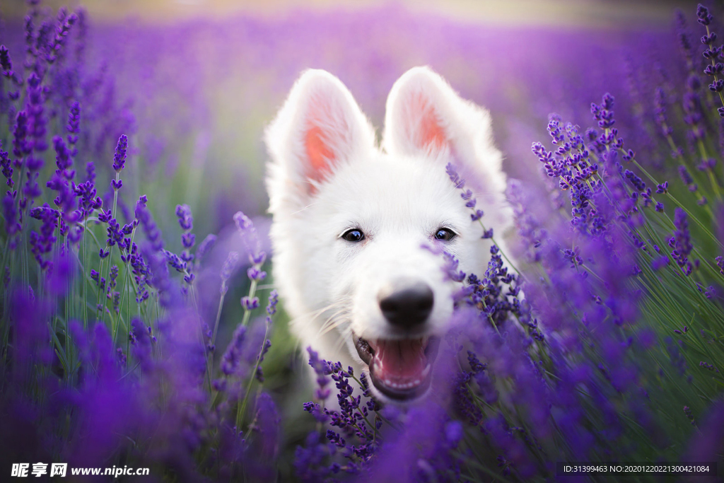 动物 宠物 狗 猫