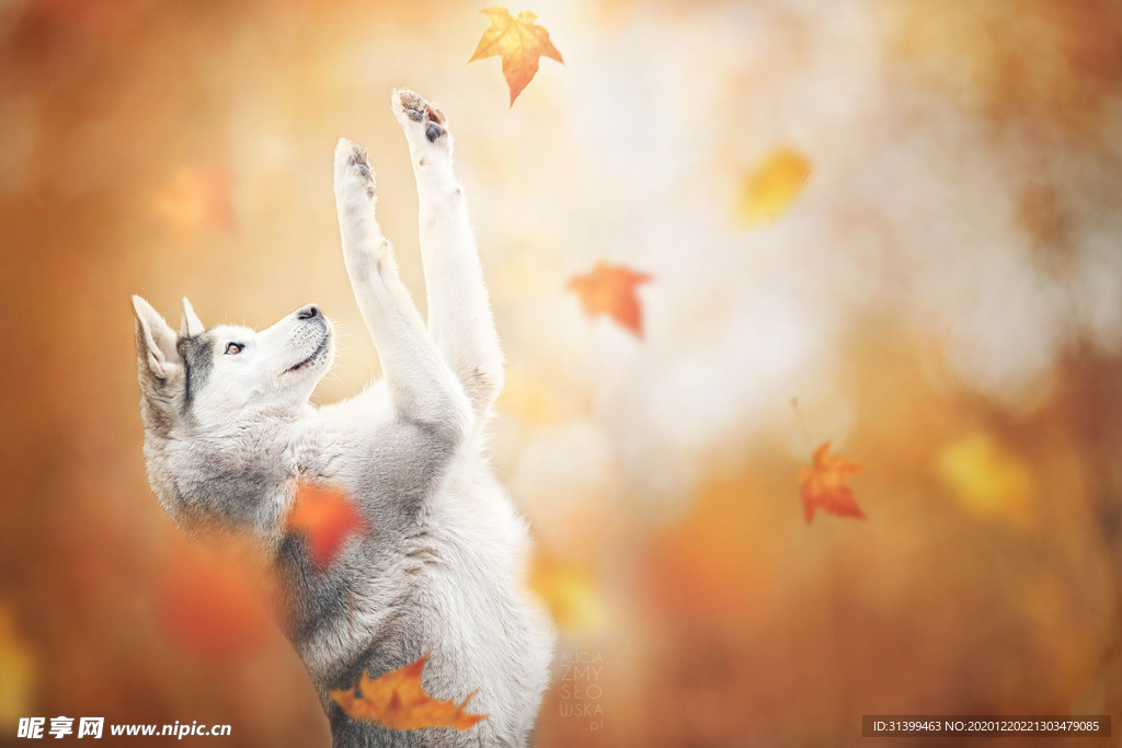 动物 宠物 狗 猫