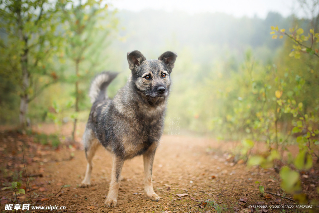 动物 宠物 狗 猫